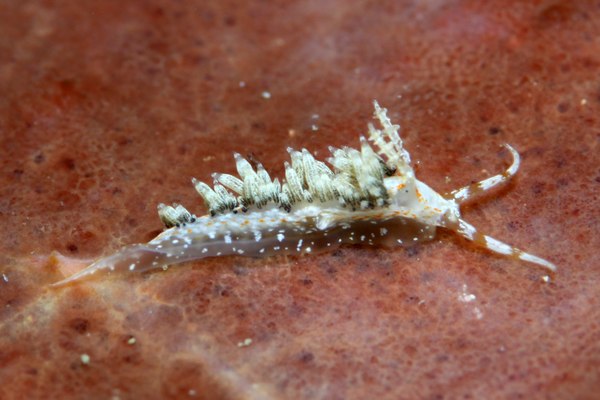 キャロットシードミノウミウシ