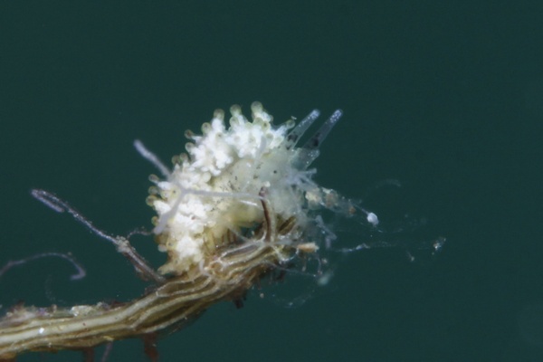 オキナワシロマツカサウミウシ