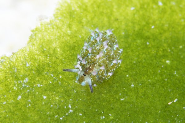 クサイロモウミウシ