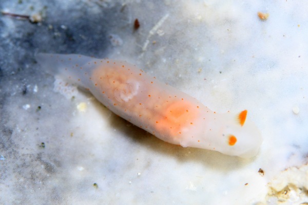 キヌハダウミウシ属の一種