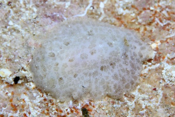 シミツキウミウシ