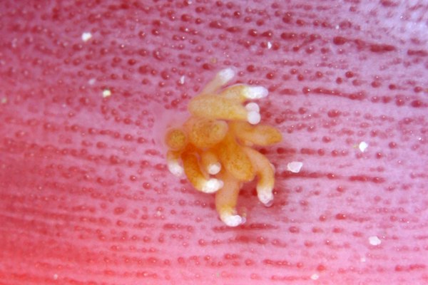 コモリミノウミウシ