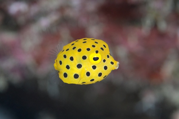 ミナミハコフグ