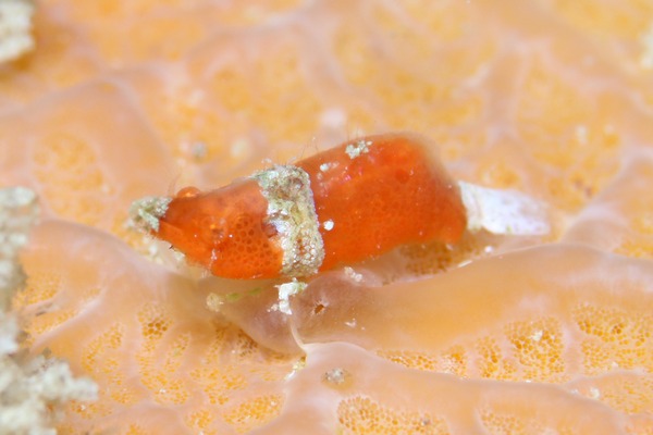 ラトレウテス・ビコルニス