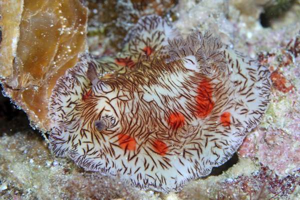 ユウゼンウミウシ