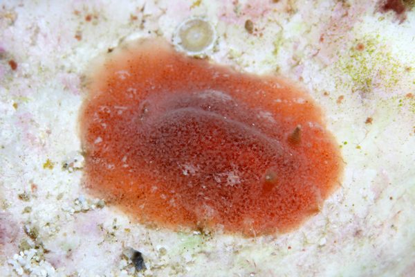 ツヅレウミウシ科の一種