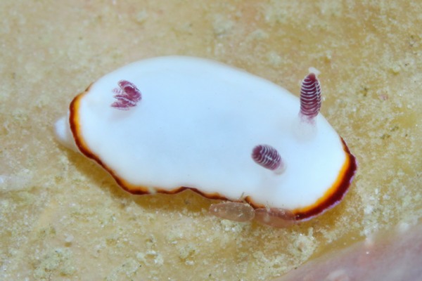 ハスイロウミウシ