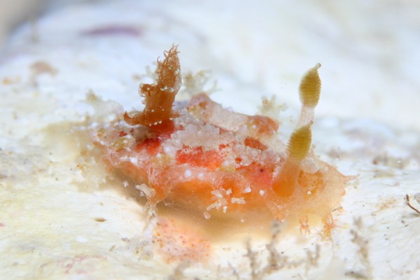 シロエダウミウシ