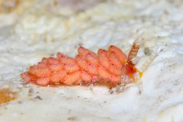 ウツセミミノウミウシ