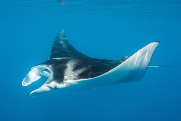 ナンヨウマンタ