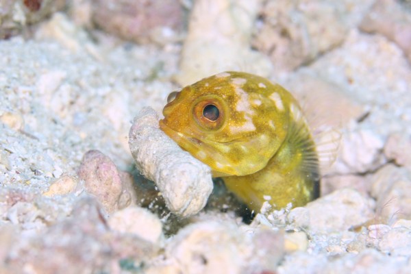 ホシカゲアゴアマダイ