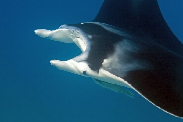 ナンヨウマンタ