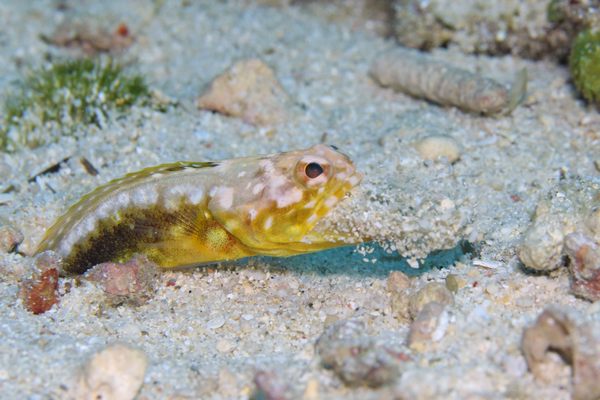 ホシカゲアゴアマダイ