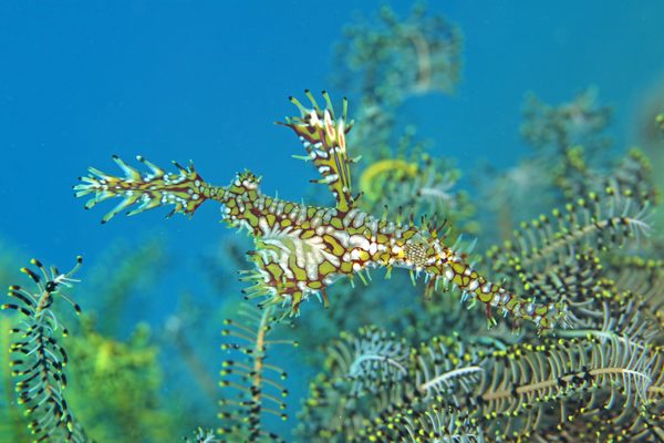 ニシキフウライウオ