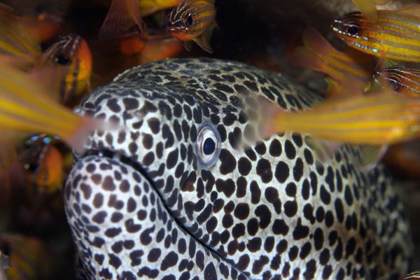 ニセゴイシウツボ