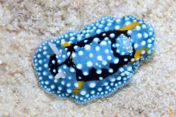 シモフリカメサンウミウシ