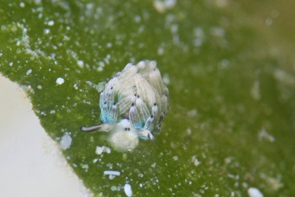 ウサギモウミウシ