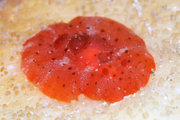 イチゴジャムウミウシ