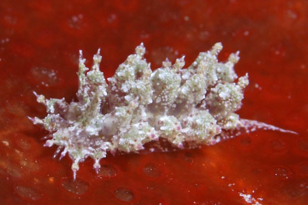 ハナサキコヤナギウミウシ