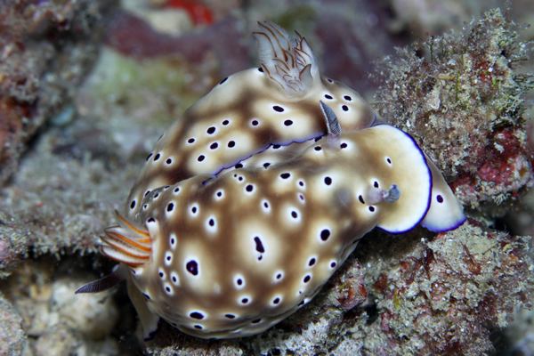 マダライロウミウシ