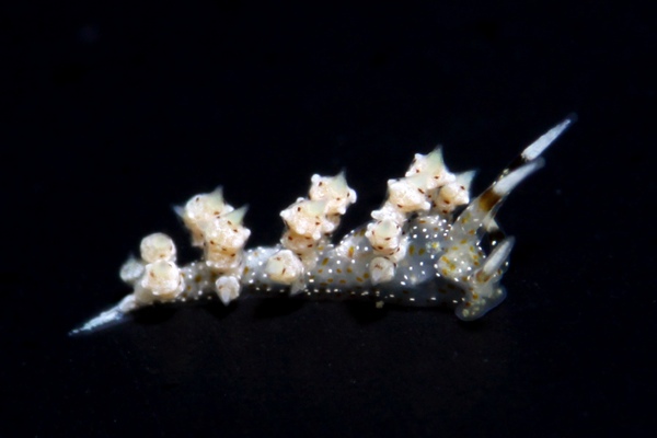 ホシクズミノウミウシ