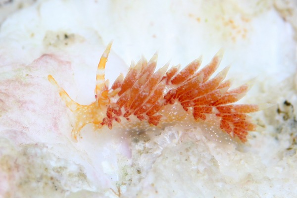 ガヒミノウミウシ