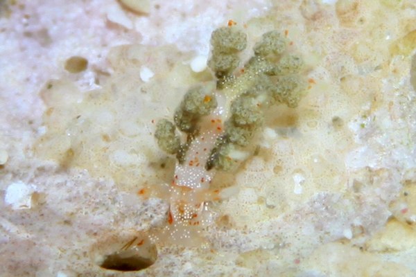 シロタエミノウミウシ属の一種