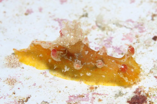 ベッコウヒカリウミウシ