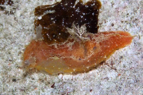 ニンジンヒカリウミウシ