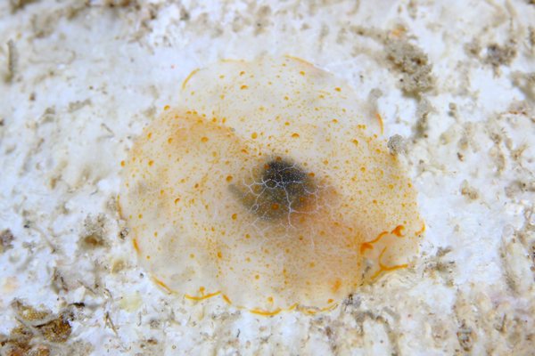 カメノコフシエラガイ