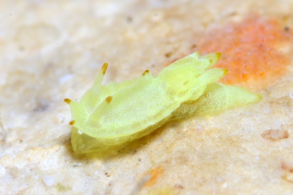 コトヒメウミウシ属の一種