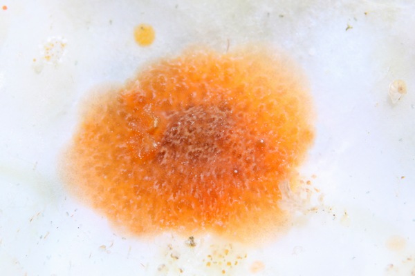 カザンウミウシ属の一種