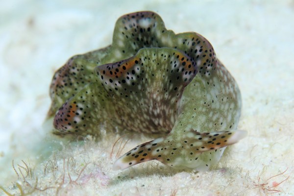 テンテンコノハミドリガイ