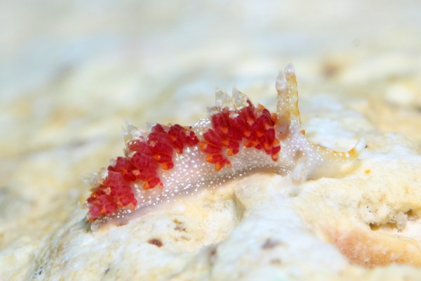 ガヒミノウミウシ