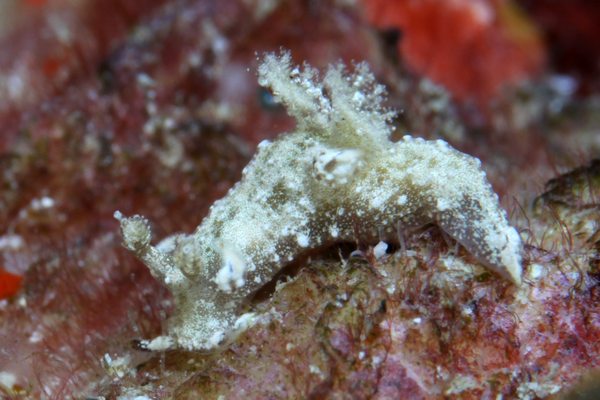 アオモンツガルウミウシ