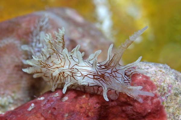 セスジイバラウミウシ