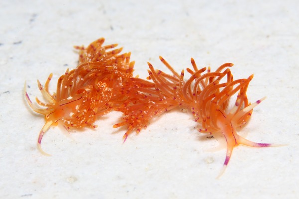 ユニデンティア・キク