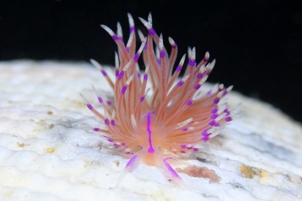 ユニデンティア・アリシャアエ