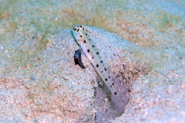 スミゾメキヌハダウミウシ