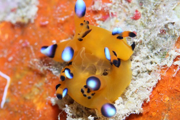 ウデフリツノザヤウミウシ