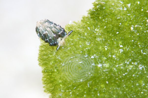 ウサギモウミウシ