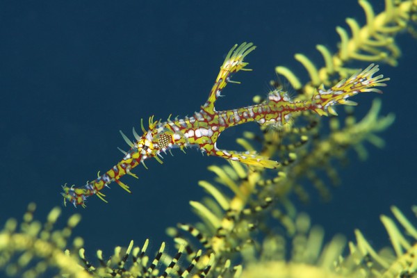 ニシキフウライウオ