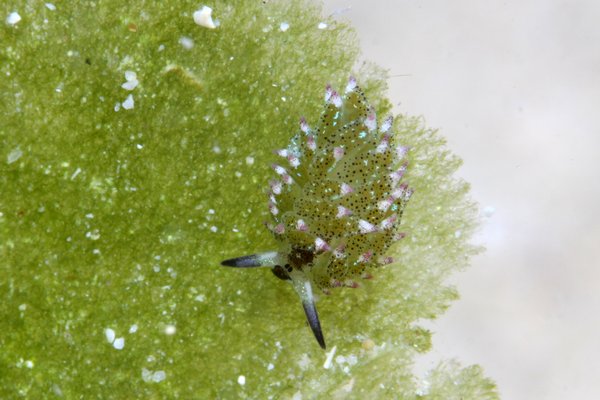 クサイロモウミウシ