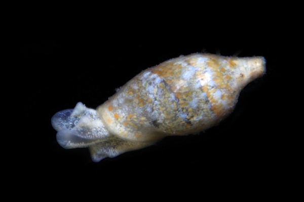 ウスカワブドウギヌ属の一種