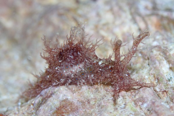 クロスジアメフラシ