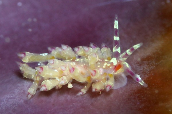 ユビワミノウミウシ