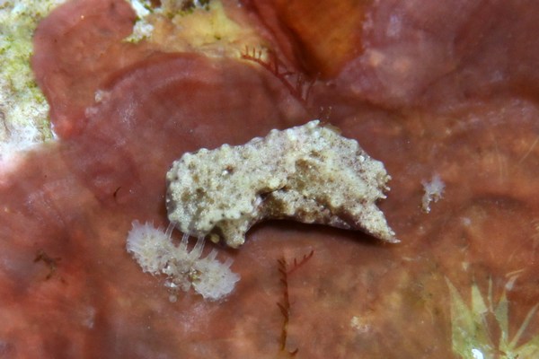 カンムリキセワタ