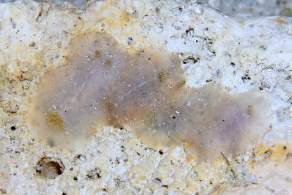 ツヅレウミウシ科の一種