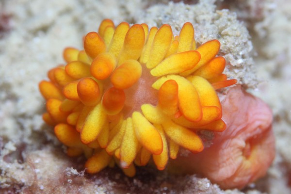 イボヤギミノウミウシ