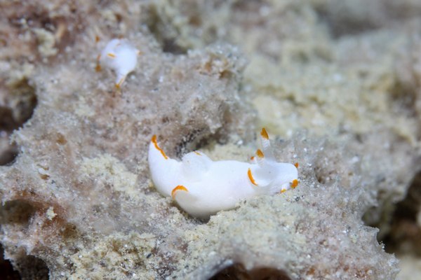 キンスジツガルウミウシ